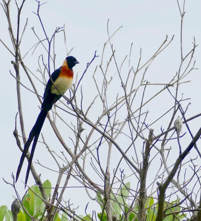File:Long-tailed Paradise Whydah (Vidua paradisaea) male ... (50118826228).jpg