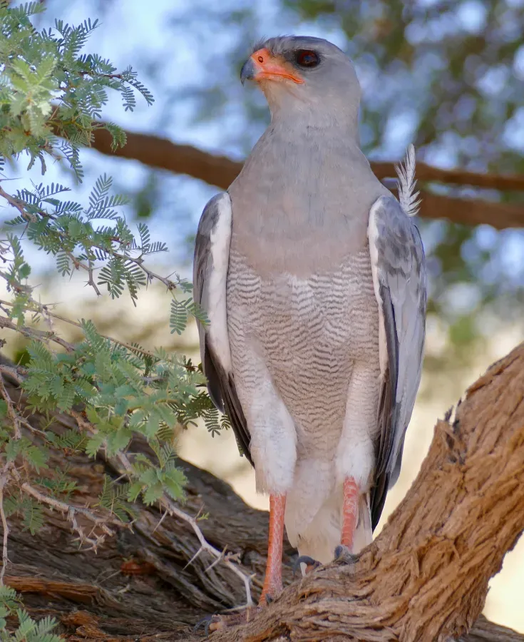 File:Southern Pale Chanting Goshawk (Melierax canorus) (50107610801).jpg