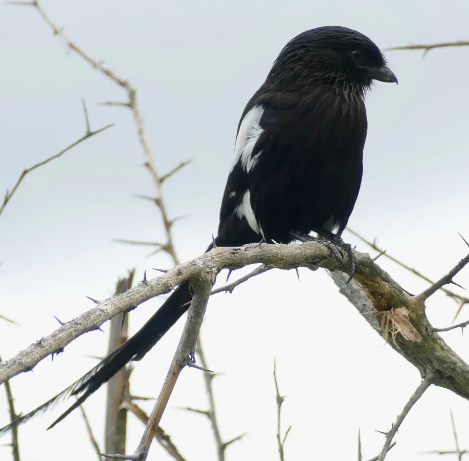 File:Magpie Shrike (Urolestes melanoleucus) (50119638862).jpg