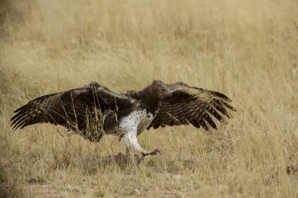 File:Serengeti National Park 04 - Polemaetus bellicosus - martial eagle.jpg