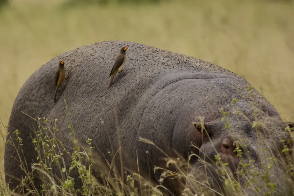 File:Serengeti National Park 23 - yellow-billed oxpecker (Buphagus africanus) on hippopotamus.jpg