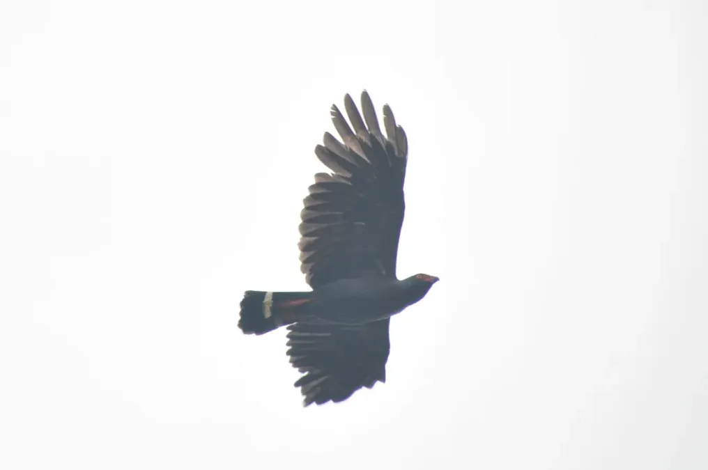 File:Buteogallus schistaceus .jpg