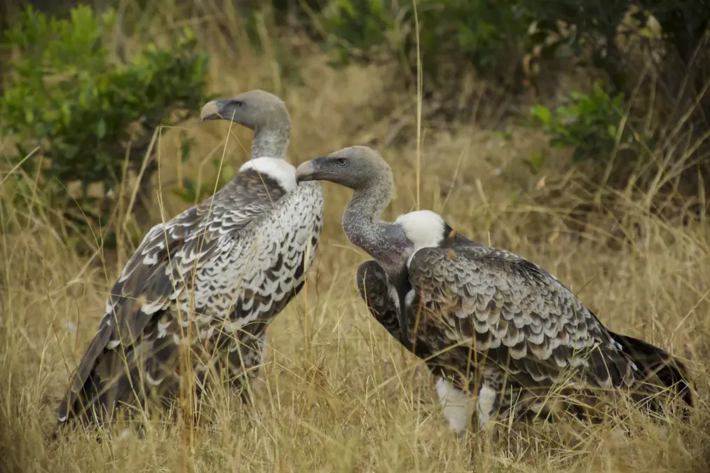 File:Masai Mara National Reserve 03 - Rüppell's vulture (Gyps rueppelli).jpg