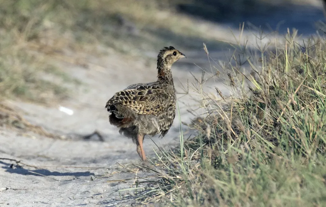 File:Francolinus francolinus - Black Francolin 02.jpg