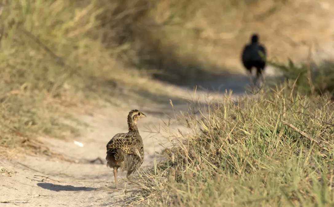 File:Francolinus francolinus - Black Francolin 01.jpg