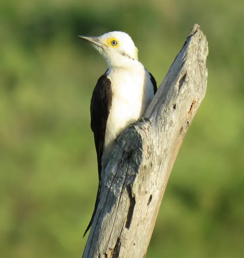 File:Melanerpes candidus in Sergipe - Brazil.jpg