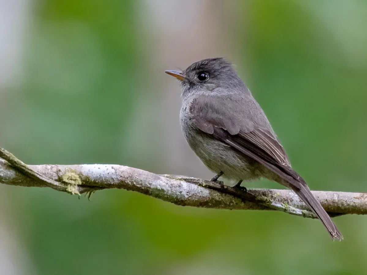 File:Contopus cinereus cinereus - Tropical Pewee; Ubatuba, São Paulo, Brazil.jpg
