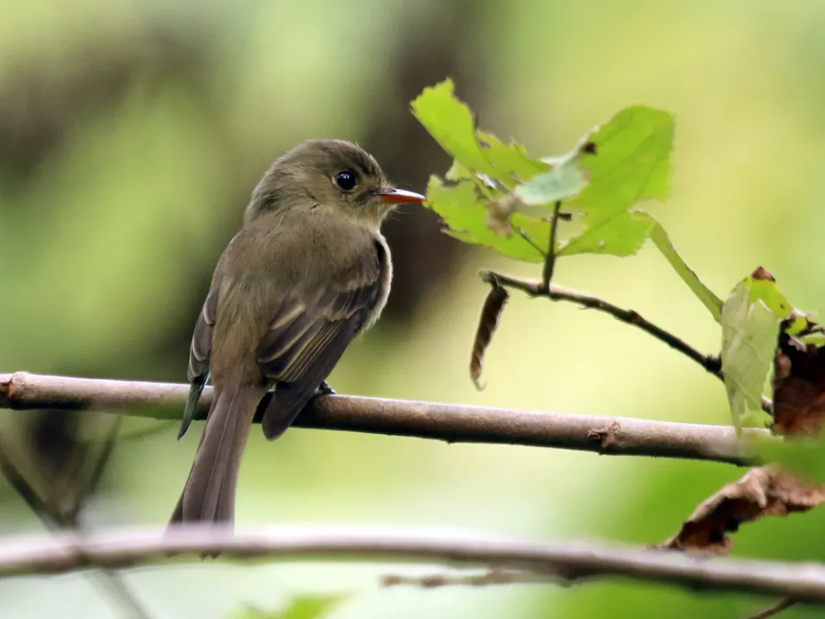 File:Jamaican pewee (Contopus pallidus) (cropped).jpg