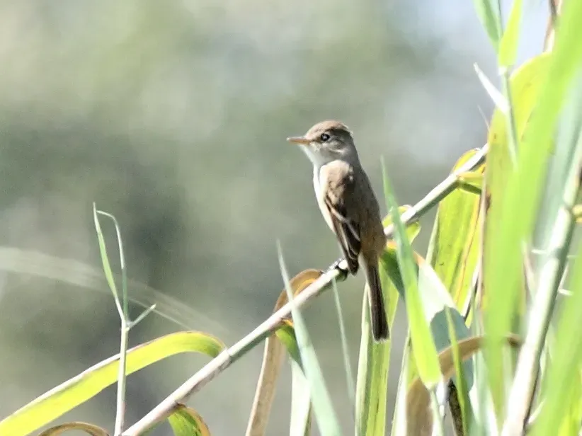 File:Empidonax albigularis (cropped).jpg
