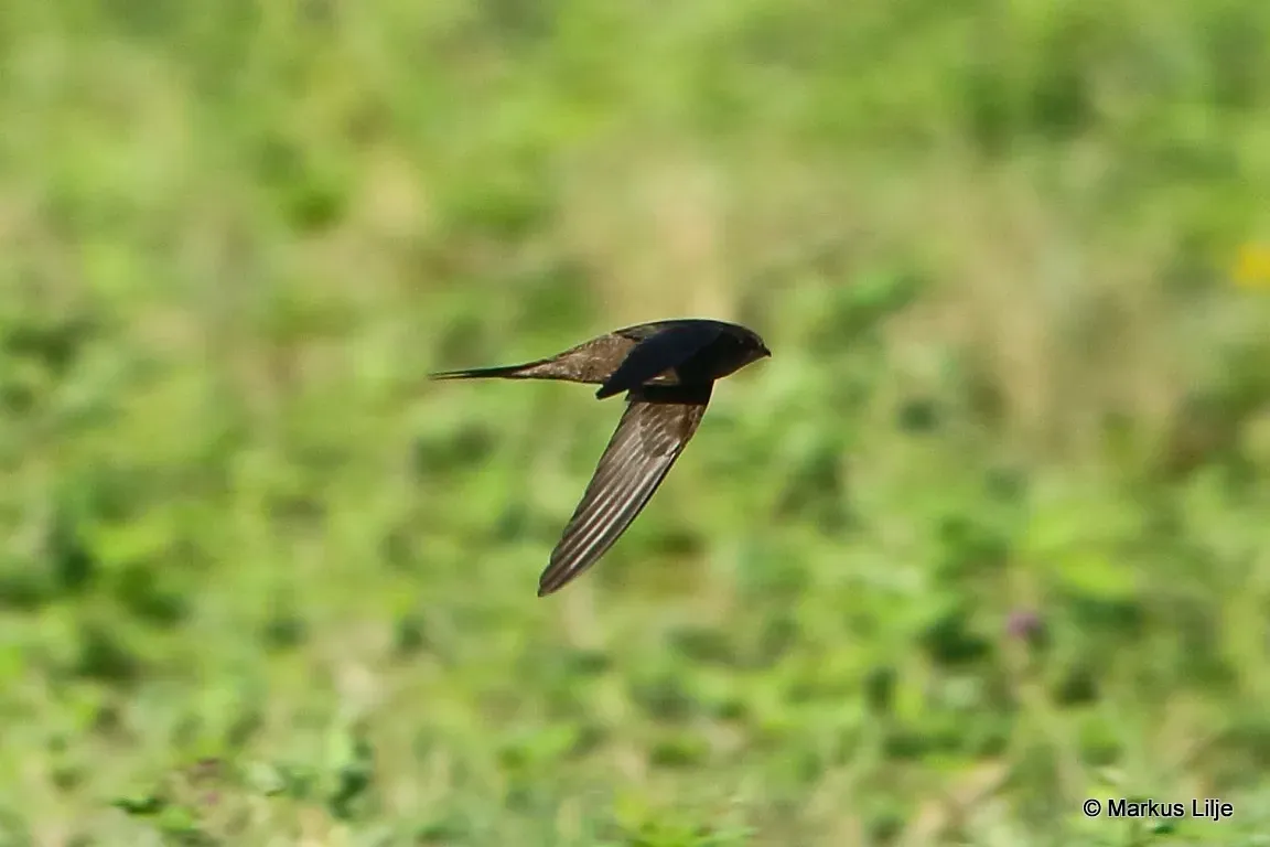 File:Schoutedenapus myoptilus 9175019.jpg