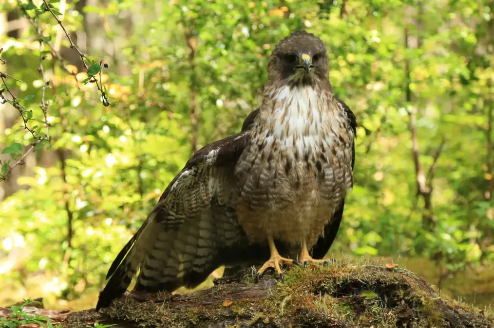 File:Buteo ventralis 39036964 (cropped).jpg