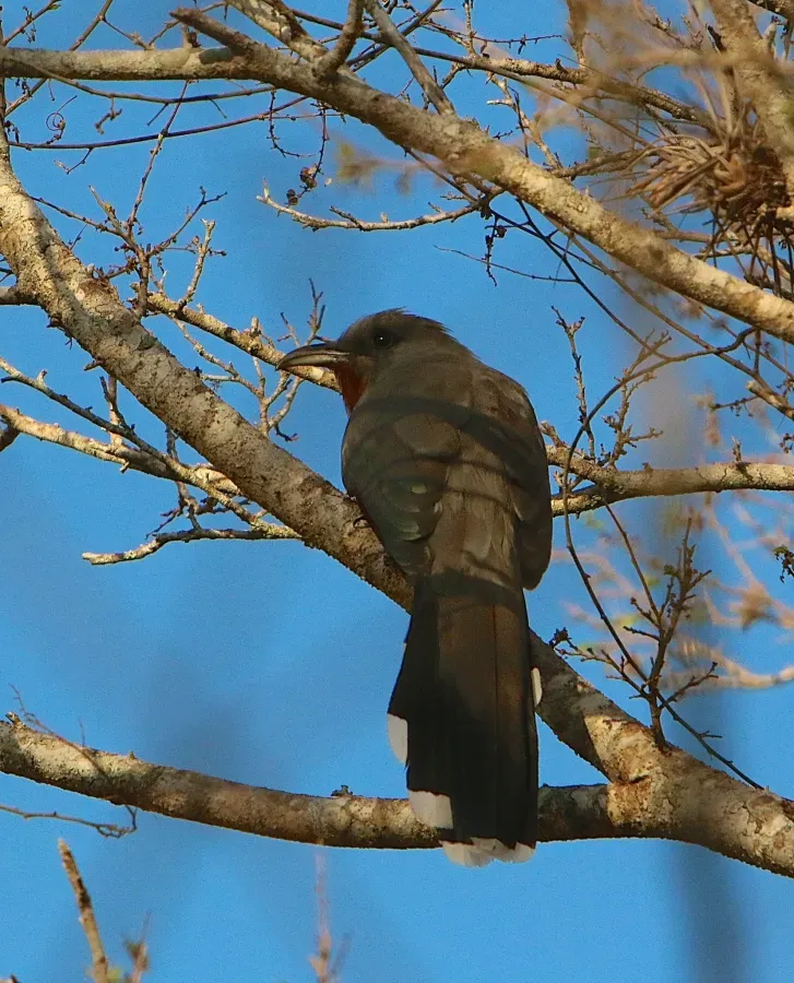 File:Coccyzus rufigularis 1199518.jpg