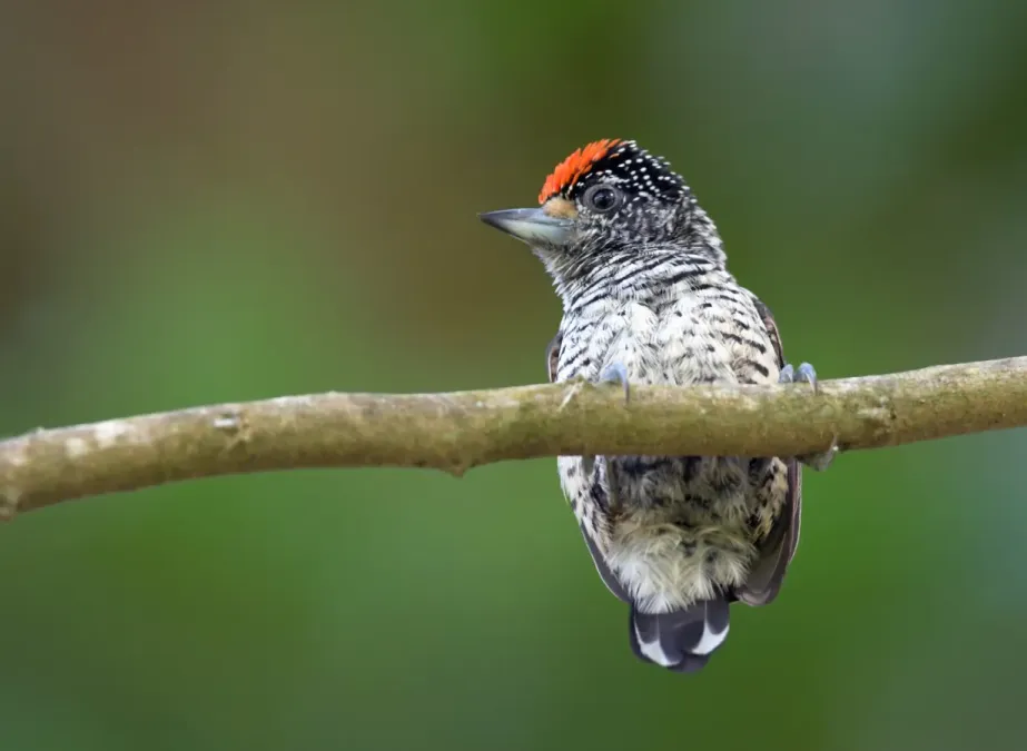 File:Picumnus spilogaster 22730308.jpg