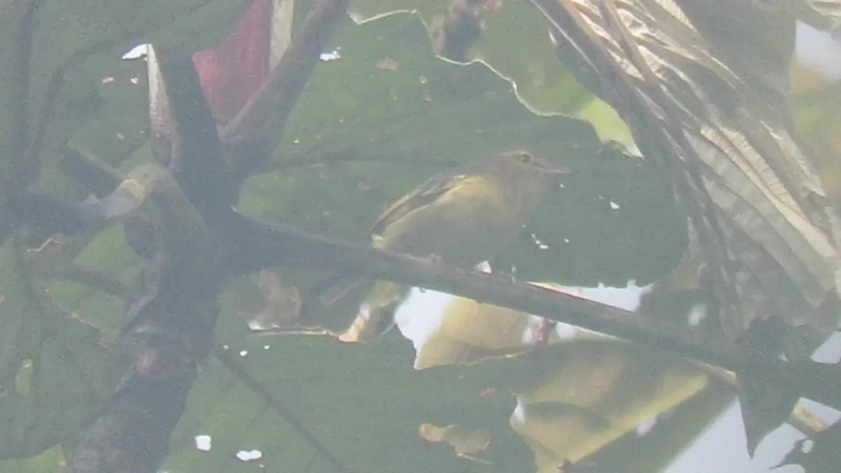 File:Vireo masteri 17620880.jpg