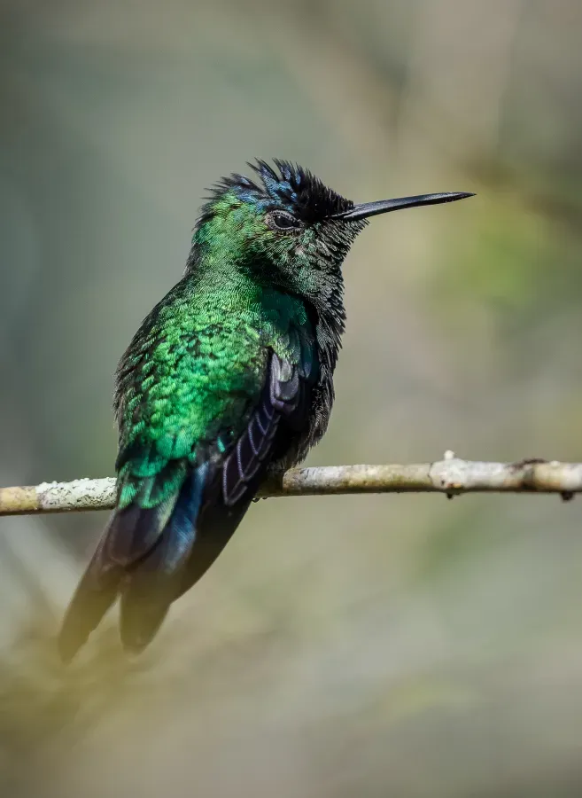 File:Thalurania glaucopis no Parque Natural Municipal Atalaia Gualter Corrêa de Faria.jpg