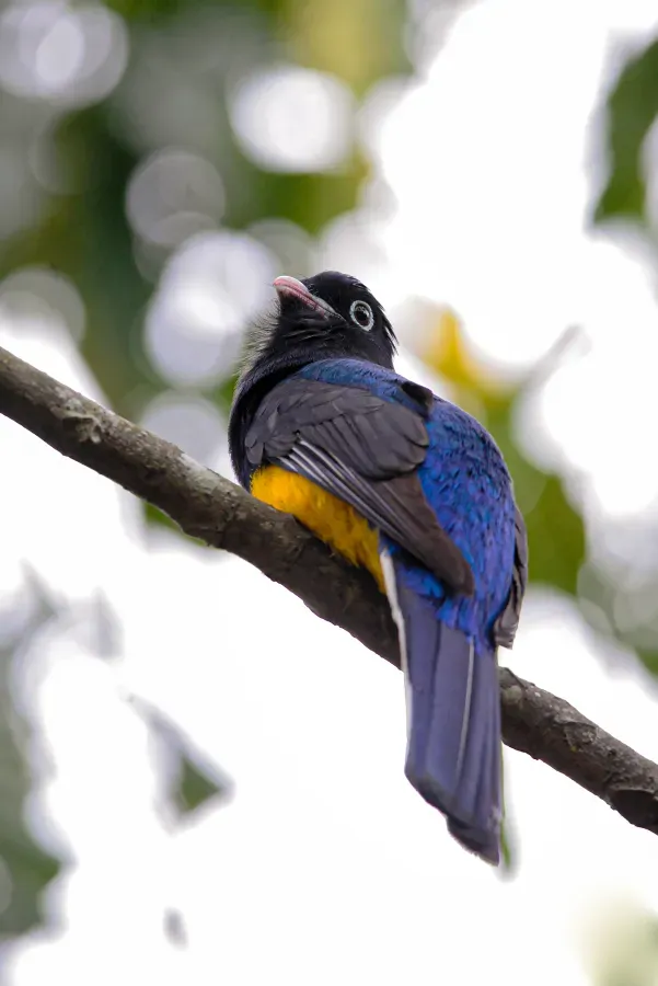 File:Trogon viridis na Reserva Biológica União.jpg