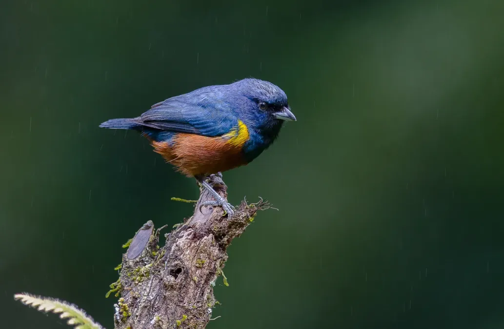 File:Euphonia pectoralis na Reserva Biológica União.jpg