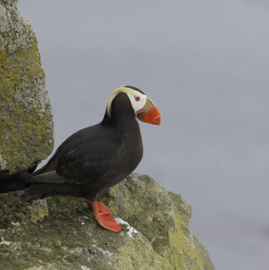 File:Tufted Puffin (Fratercula cirrhata) - Flickr - Gregory "Slobirdr" Smith.jpg
