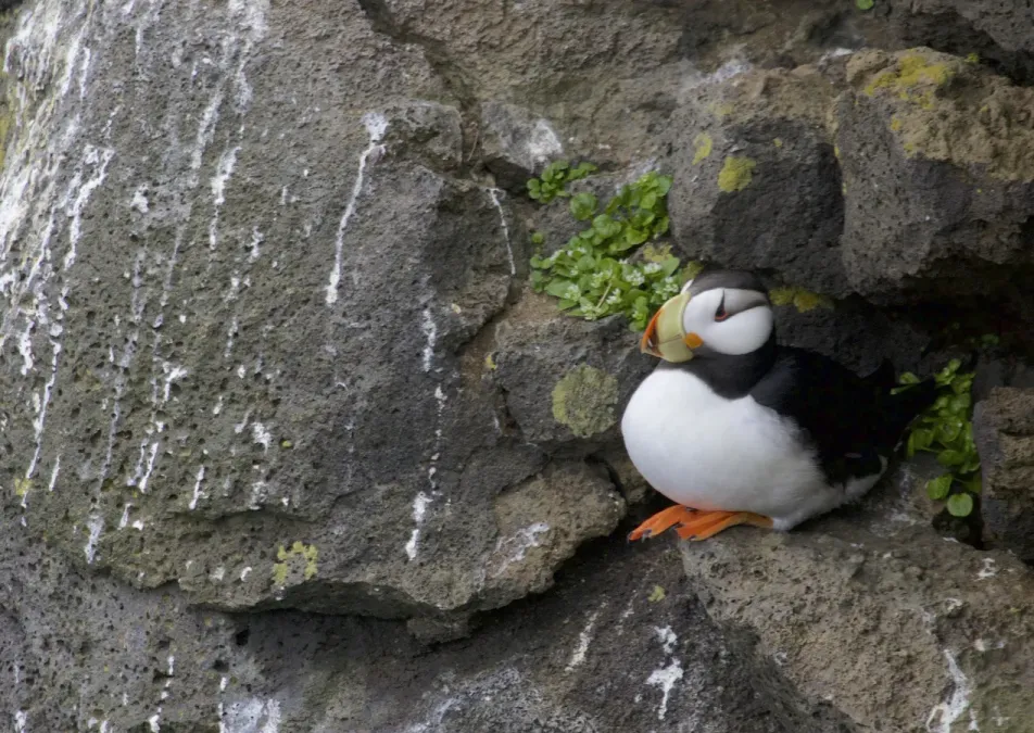 File:Horned Puffin (Fratercula corniculata) - Flickr - Gregory "Slobirdr" Smith.jpg