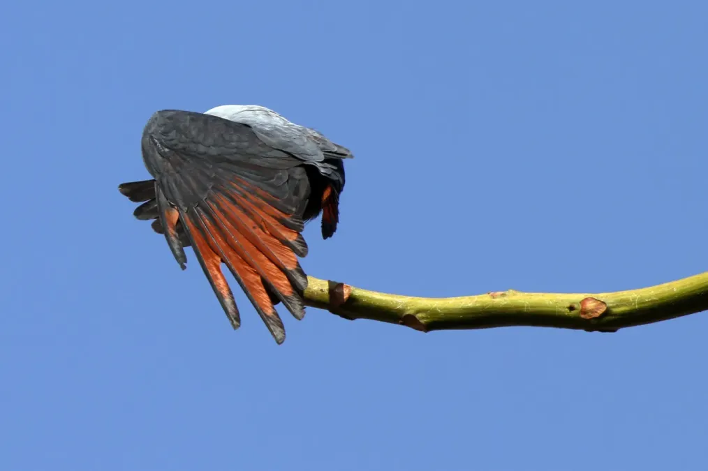 File:Sovi (Ictinia plumbea). Pequeno gavião encontrado na APA de Campinas.jpg