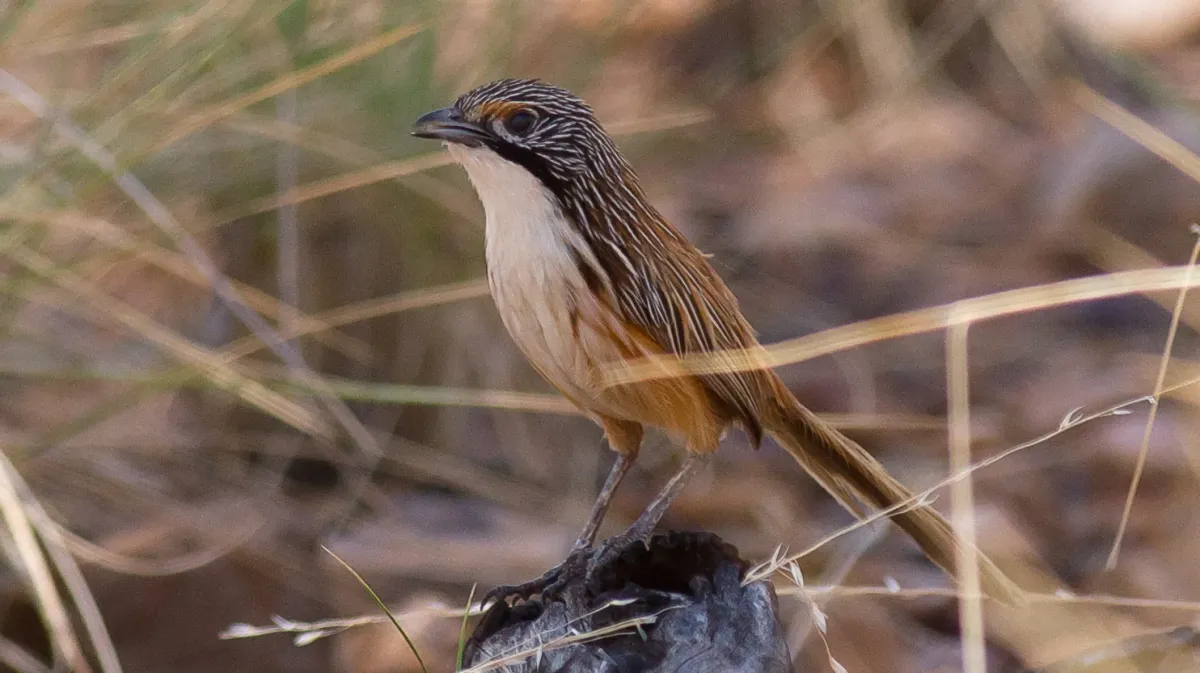 File:Amytornis dorotheae 77542177 (cropped).jpg