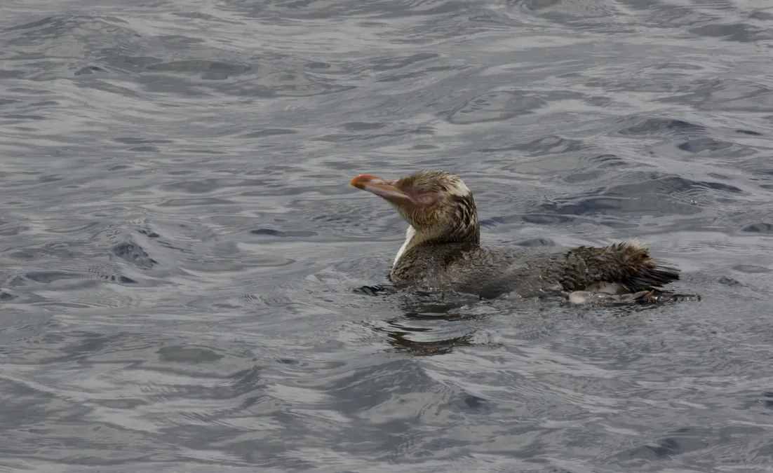 File:Yellow-eyed Penguin (Megadyptes antipodes) - Flickr - Gregory "Slobirdr" Smith.jpg