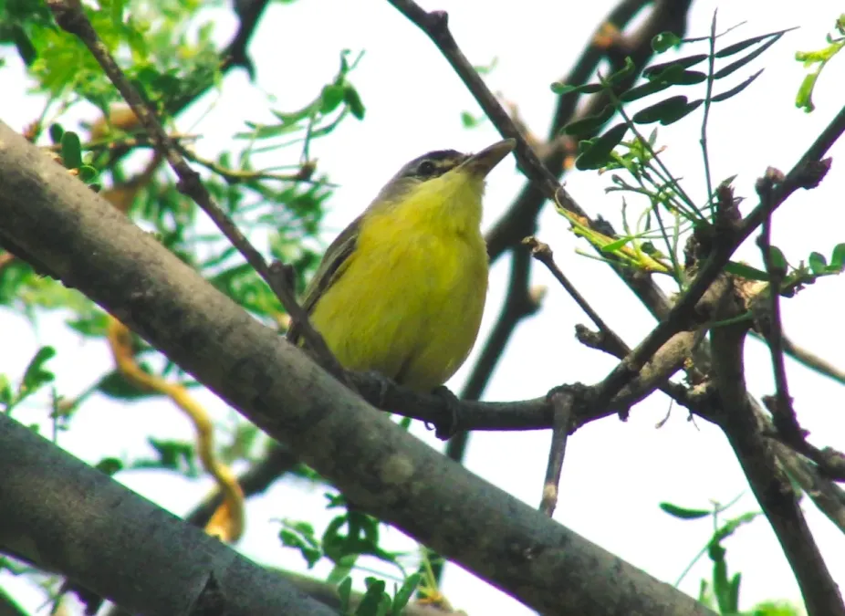 File:Todirostrum viridanum (cropped).jpg