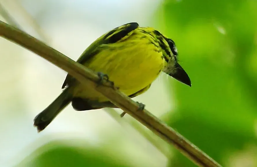 File:Todirostrum chrysocrotaphum - Yellow-browed Tody-Flycatcher (cropped).JPG