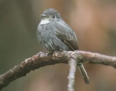 File:White-throated Pewee (Contopus albogularis) (cropped) (cropped).jpg