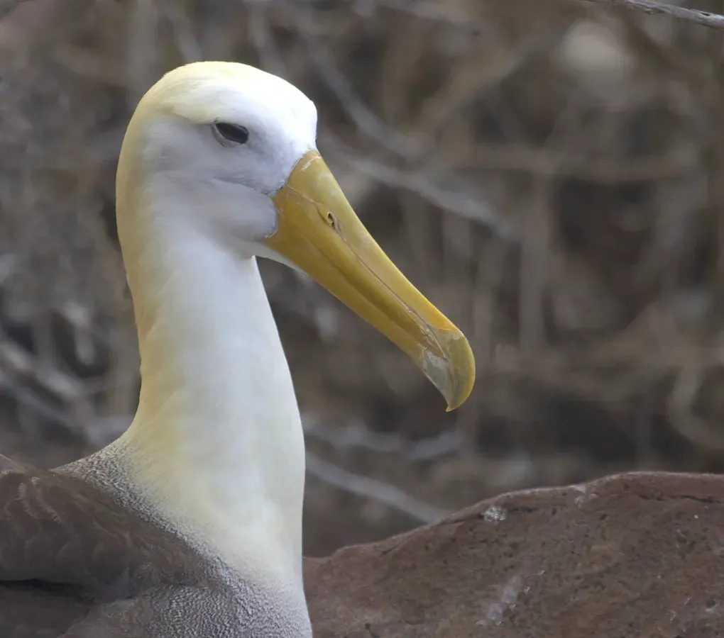 File:Waved Albatross (Phoebastria irrorata) - Flickr - Gregory "Slobirdr" Smith.jpg