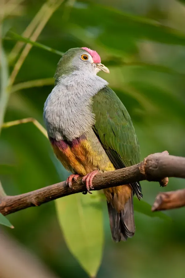 File:Ptilinopus pulchellus -Artis Zoo, Netherlands-8a.jpg
