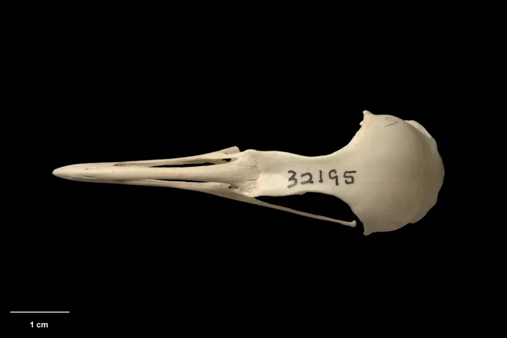 File:MA I360063 TePapa Gallirallus-dieffenbachii dorsal.jpg