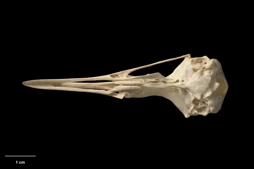 File:MA I360064 TePapa Gallirallus-dieffenbachii ventral.jpg