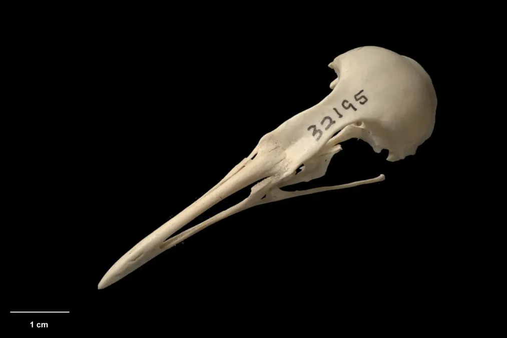 File:MA I360065 TePapa Gallirallus-dieffenbachii oblique.jpg