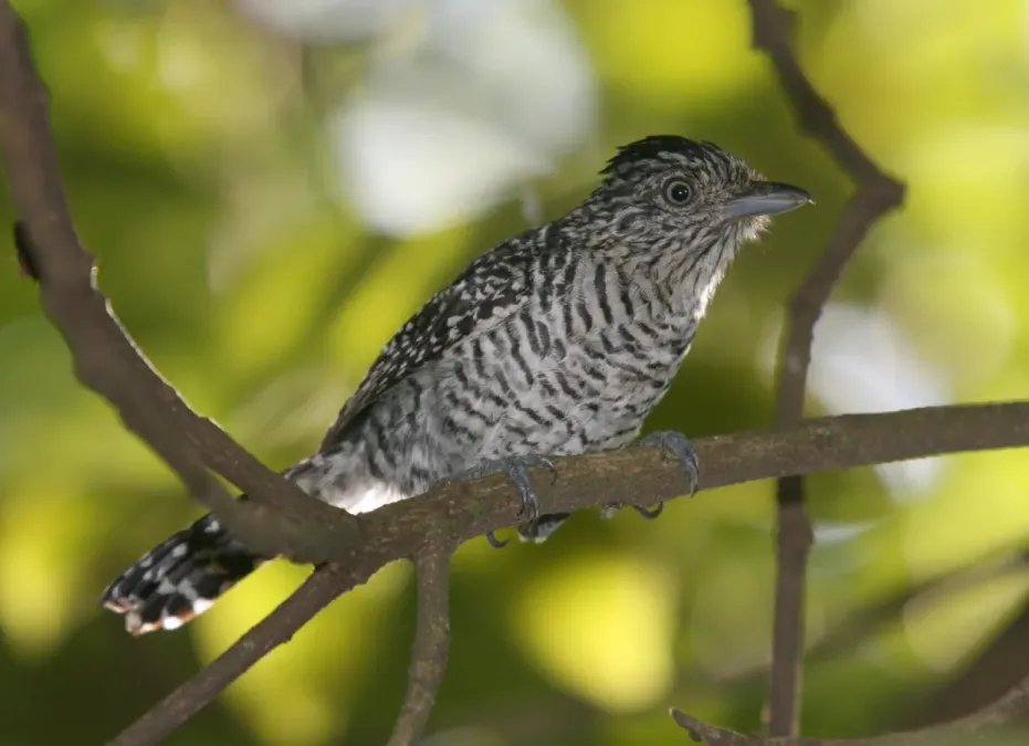 File:Thamnophilus doliatus -Goias, Brazil-8.jpg