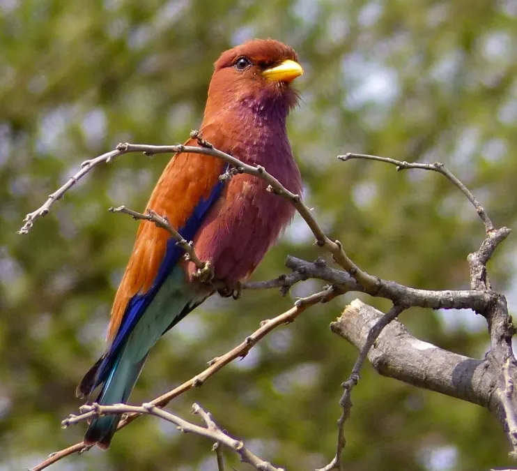 File:Broad-billed Roller (Eurystomus glaucurus) (11924782823), crop.jpg