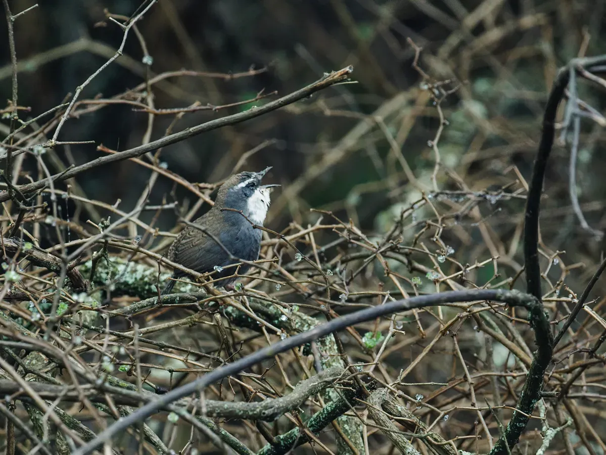 File:Scytalopus superciliaris - White-browed Tapaculo.jpg