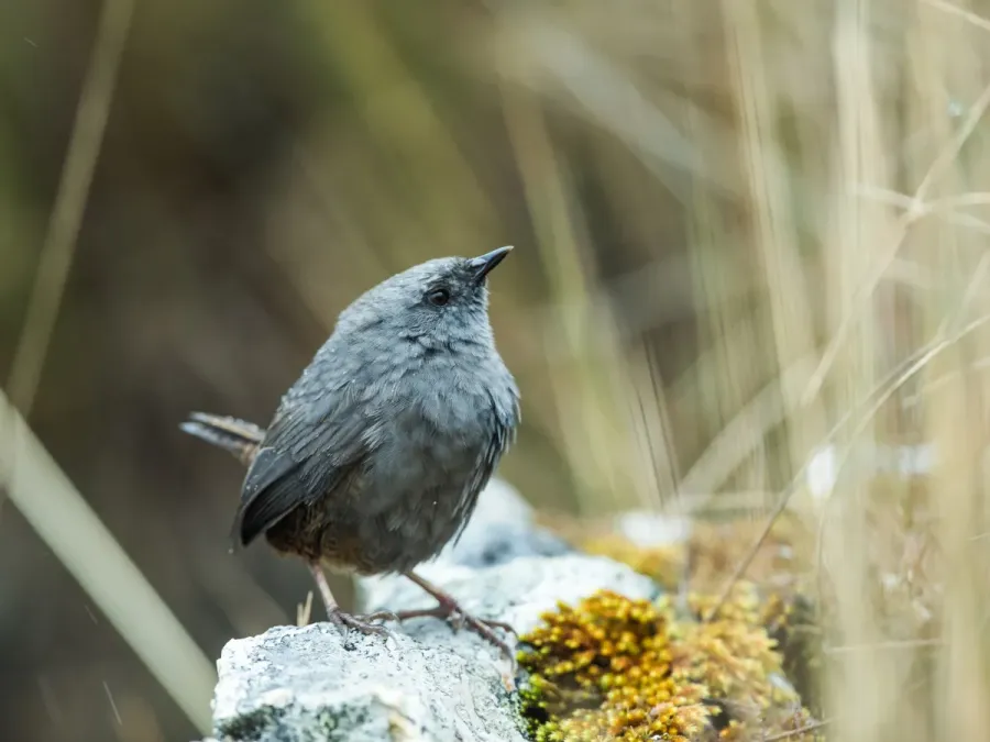 File:Scytalopus frankeae - Jalca Tapaculo 1.jpg
