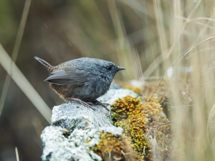 File:Scytalopus frankeae - Jalca Tapaculo 2.jpg