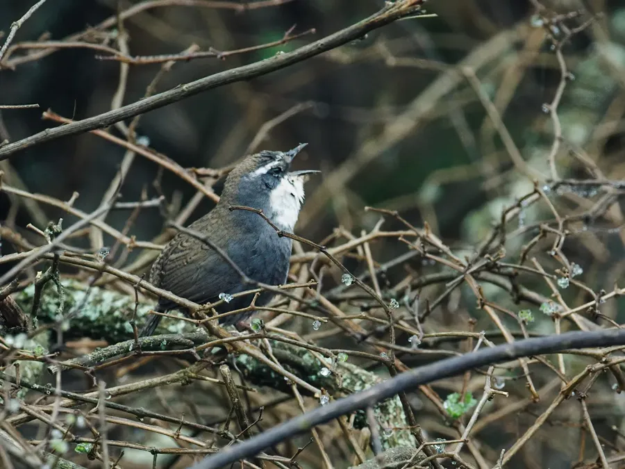 File:Scytalopus superciliaris - White-browed Tapaculo (cropped).jpg