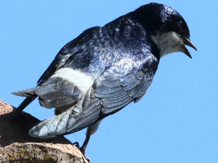 File:Tachycineta leucopyga-rump.jpg