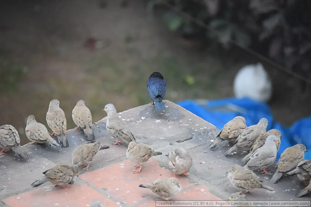 File:Columbina cruziana (Croaking Ground Dove) flock, Lima, Peru.jpg