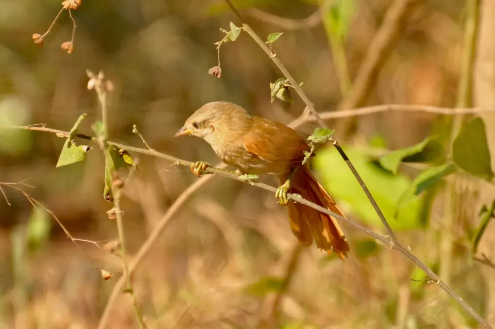 File:Thripophaga fusciceps 77344453.jpg