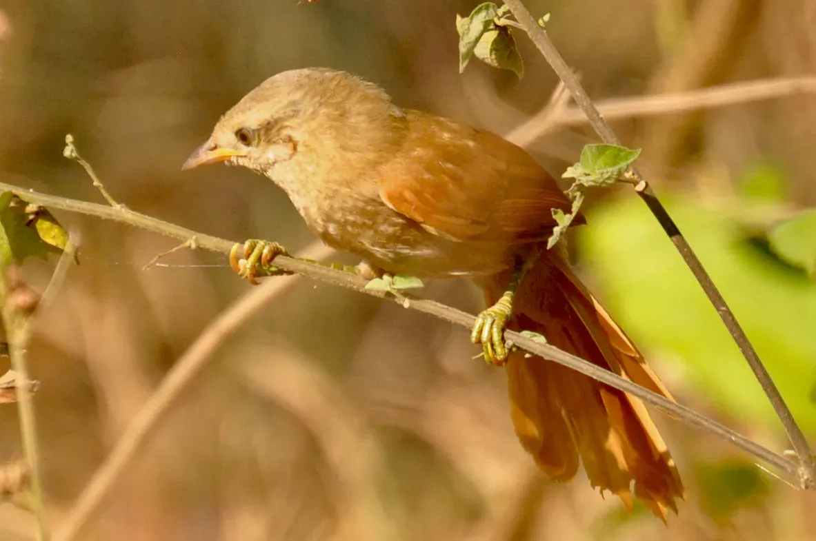 File:Thripophaga fusciceps 77344453 (cropped).jpg