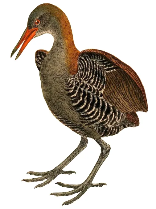 File:Aramidopsis plateni 1898 2.jpg