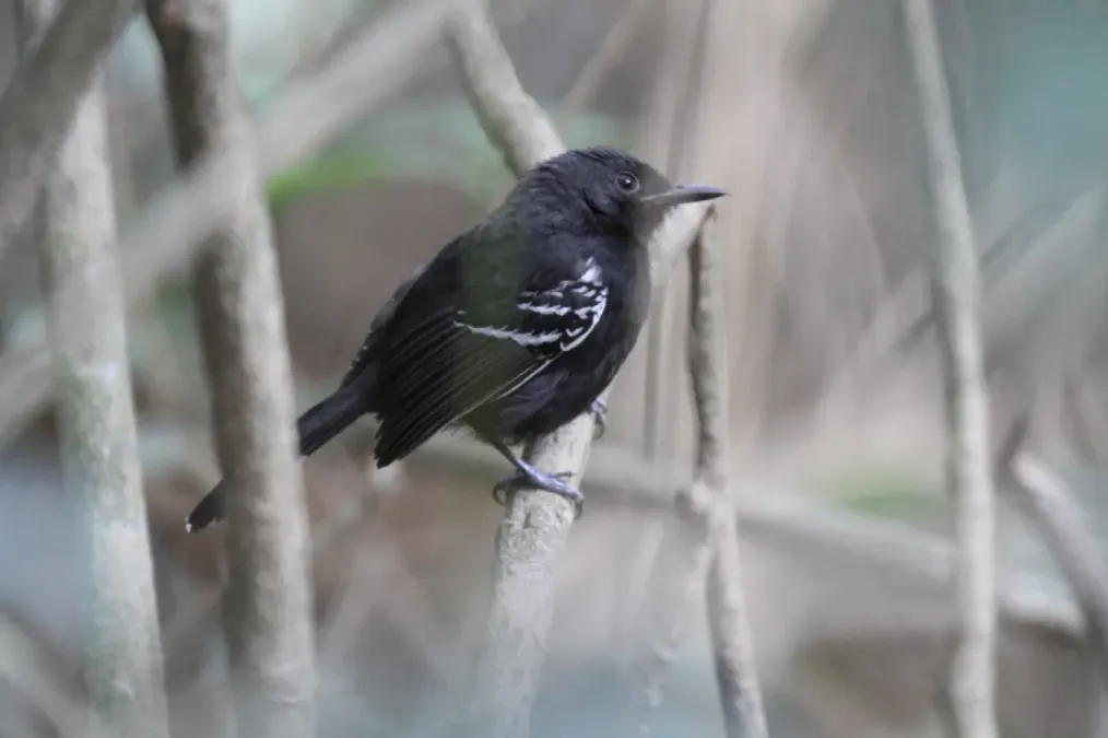 File:Cercomacra carbonaria 29550098.jpg