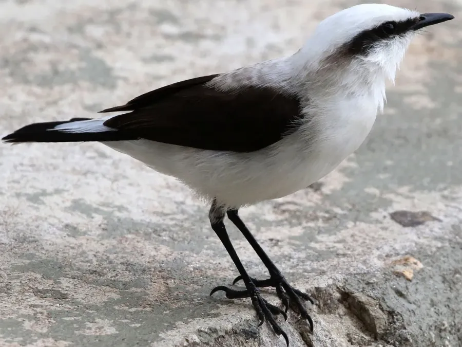 File:Fluvicola nengeta-standing.jpg