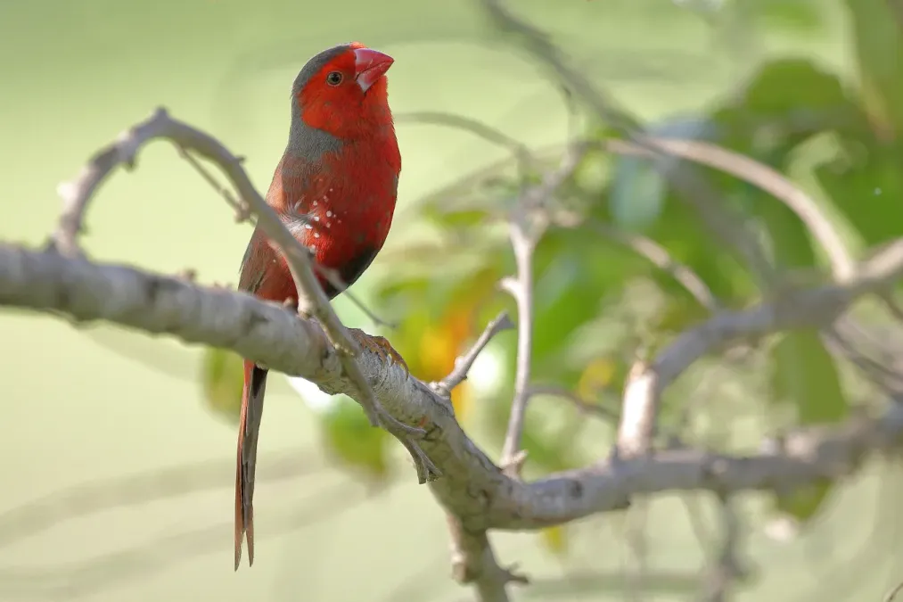 File:Crimson Finch (Neochmia phaeton) - Flickr - Graham Winterflood.jpg