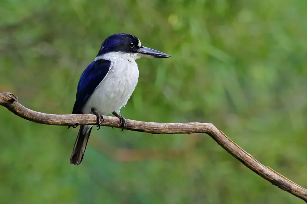 File:Forest Kingfisher (Todiramphus macleayii) - Flickr - Graham Winterflood.jpg