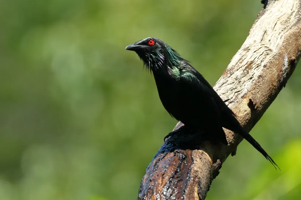 File:Metallic Starling (Aplonis metallica) - Flickr - Graham Winterflood.jpg